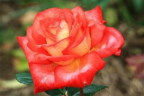 大花月季‘大花美人’盛开特写