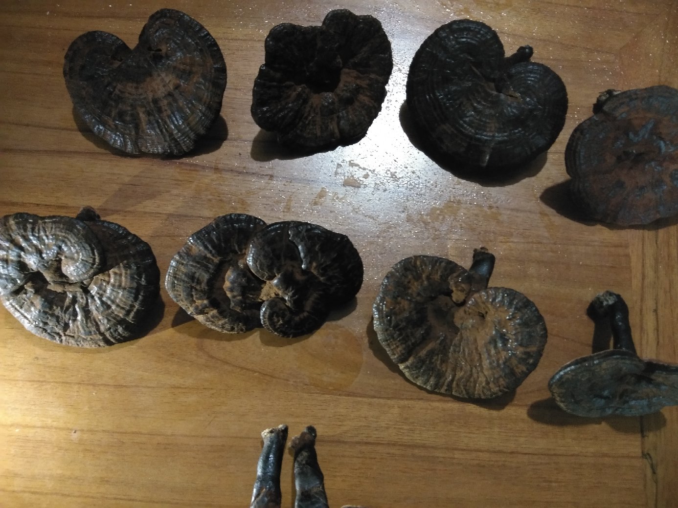 黑灵芝子实体与提取物对比图