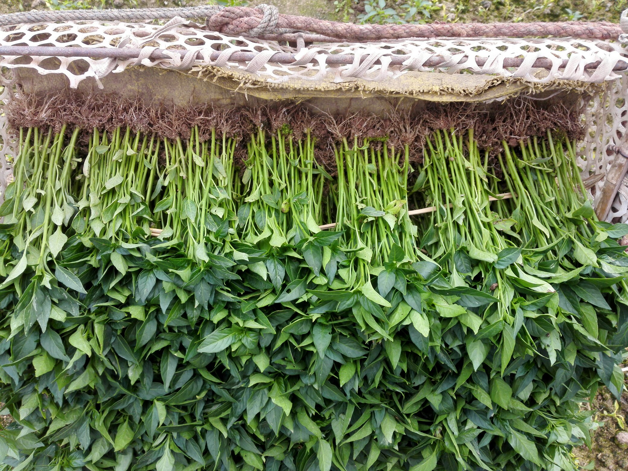 辣椒种植整地作业