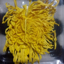 金丝皇菊