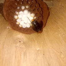 胡蜂蜂群
