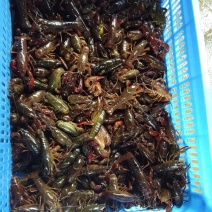漓江小龙虾底部干净肉质饱满