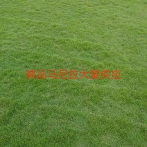 马尼拉草，大叶油草，台湾草，兰引三号