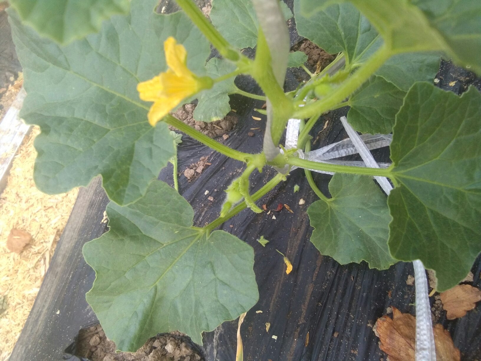 绿宝瓜的植物分类图解