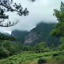 高山雲雾大方生态茶