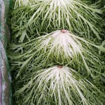 精品苦菊批发苦菊大量上市高端品质货量巨大日供万斤以上
