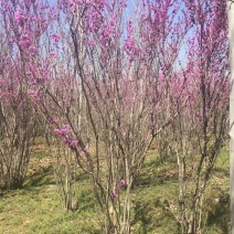 紫荆花