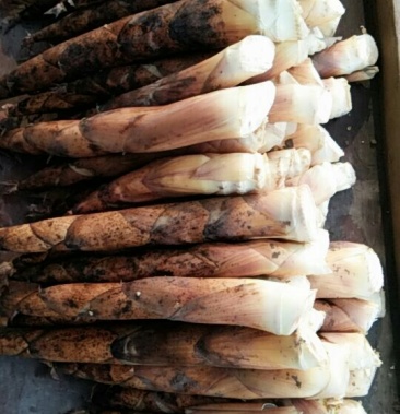 [竹笋批发]圆竹笋,量大人人优价格3.00元/斤 - 一亩田