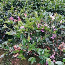 花木之乡柏加优质茶梅