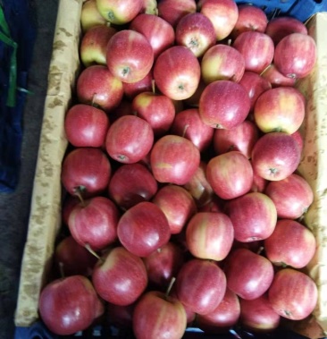 123苹果,颜色红,口感好,耐储存,卖运输.