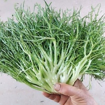 苦菊