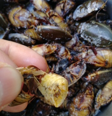 金边龙虱射尿龟水蟑螂产地直供活体速冻中号大号金边都有货