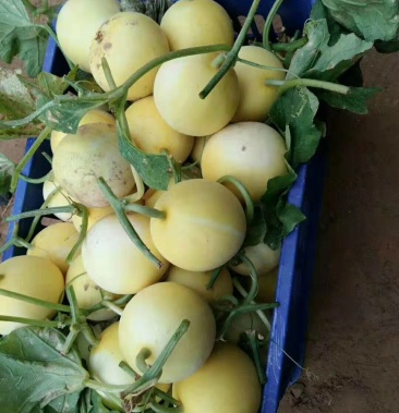 [景甜甜瓜批发]章丘景甜5号糖度18,特耐运输量大价格2.