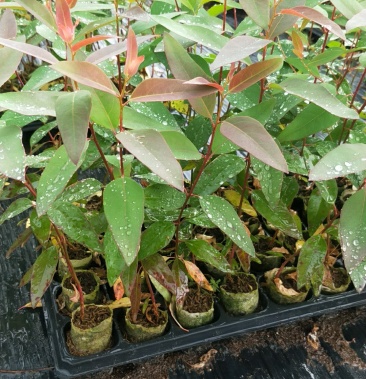 [桉树苗批发]桉树苗 k3 29 107价格1.00元/棵 - 一亩田