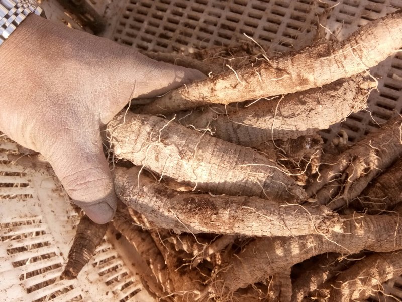 东北辽宁野生山胡萝卜