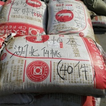 黄鳝饲料—优选100目纯叶艾叶粉