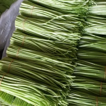 精品芦蒿，基地直销，品质保证，量大从优，全国发货。