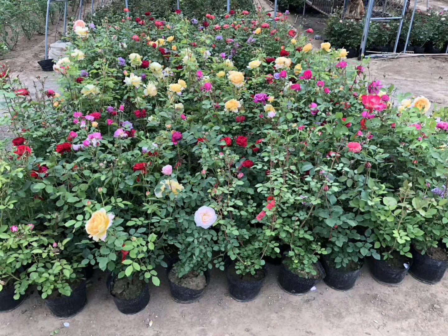 展示丰花大花月季在婚礼花艺、花束设计、节日装饰中的应用场景,花艺作品精致美观,色彩搭配和谐 丰花大花月季在花艺设计中的应用