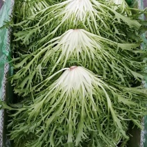精品苦菊批发苦菊大量上市高端品质货量巨大日供万斤以上