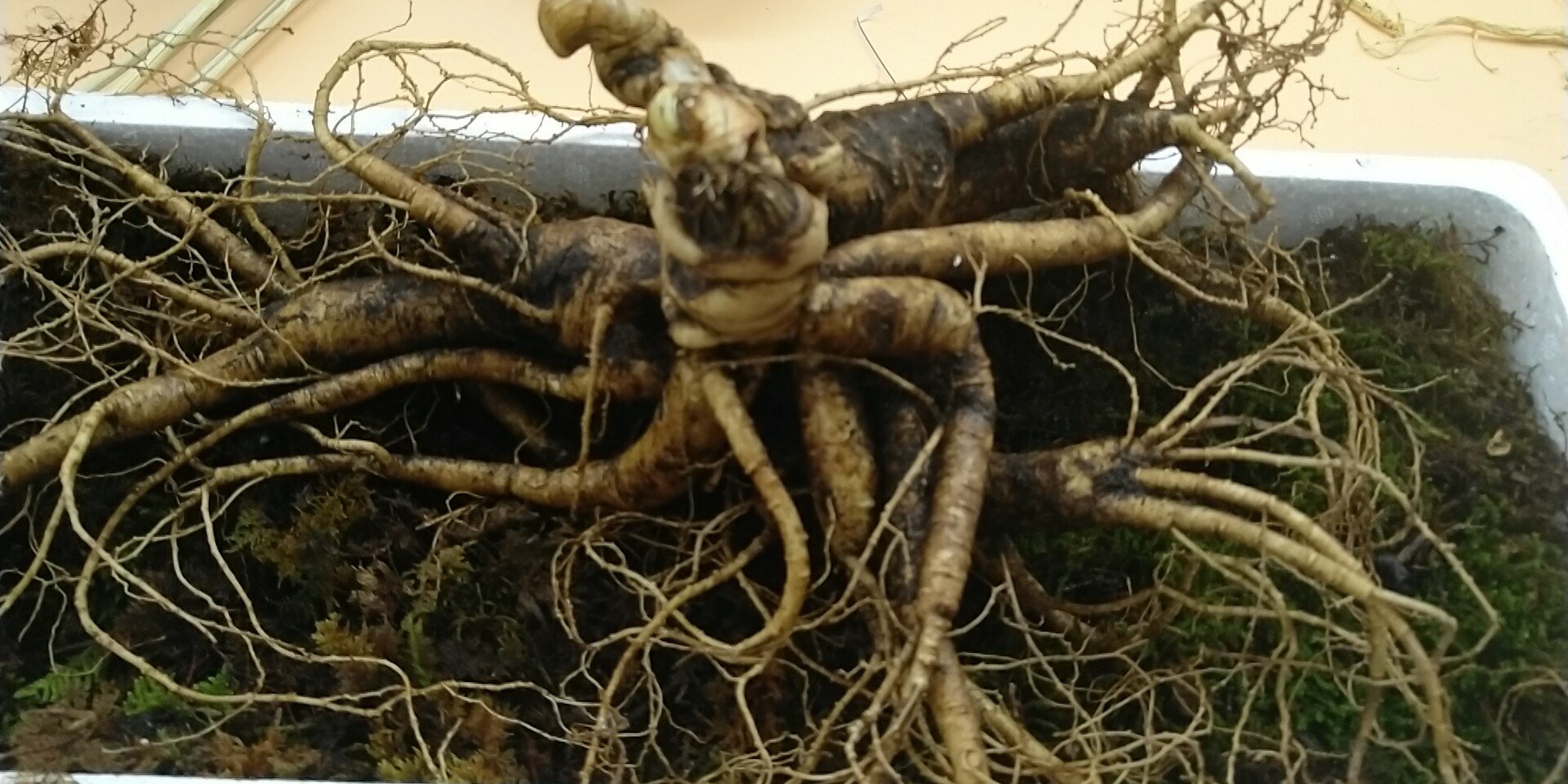 画面展示一株生长在长白山阴湿林下的野山参,周围覆盖着厚厚的腐殖土和落叶,人参主根粗壮,芦碗密集,须根清晰可见,伴有珍珠点,整体呈现典型的野生形态特征 长白山原始森林中生长的野山参植株特写