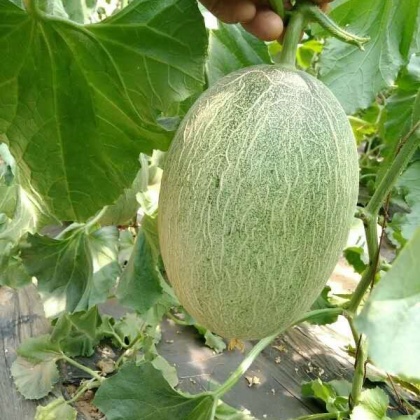 红心脆哈密瓜产地价格