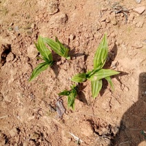 白芨种苗