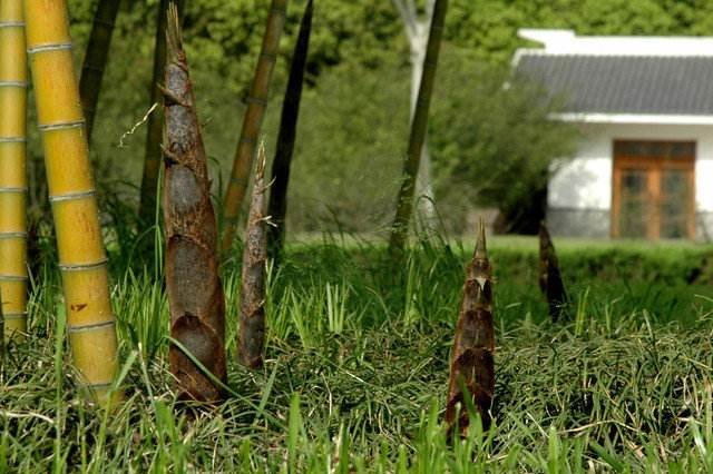 山竹果实与山芹植物并列展示