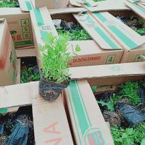 精品千屈菜苗大量上市，基地直销直发欢迎各位老板实地考察
