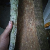 桂皮