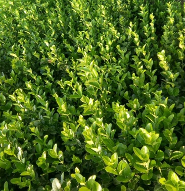 [卫矛批发]直立扶芳藤,卫矛价格0.55元/棵 - 一亩田