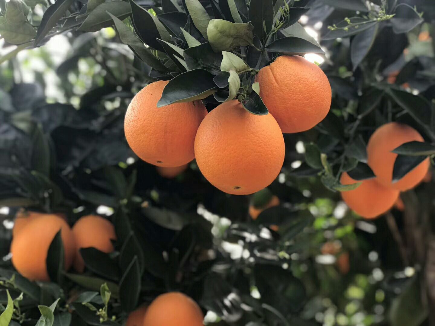 展示不同成熟阶段的伦晚脐橙果皮颜色变化,从深绿到浅绿再到橙黄 伦晚脐橙的果皮颜色变化