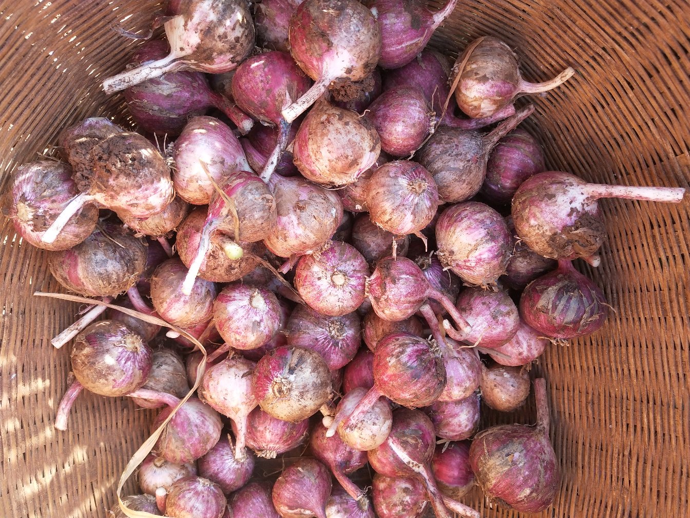 城市家庭阳台蒜苗采收纪实:近景特写,突出工具(不锈钢剪刀)、容器(浅棕竹篮)与产品(带露水的青绿蒜苗束),展现洁净、便捷、生活化的收获场景 家庭阳台种蒜苗收获场景:木质花箱中茂盛生长的蒜苗被整齐剪下,剪刀旁摆放竹编小篮盛放刚采收的鲜嫩蒜苗,背景可见窗台、喷壶与记录本,体现城市居民自主种植的生活方式