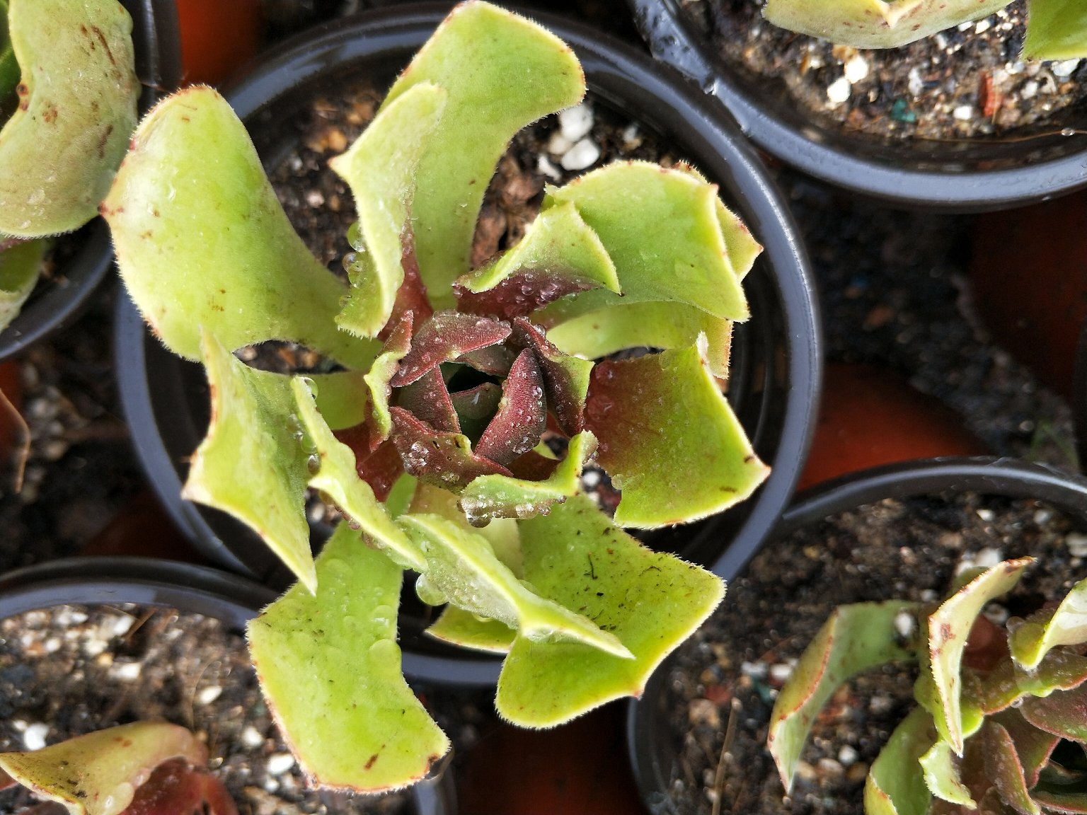 不同品种百合叶子对比