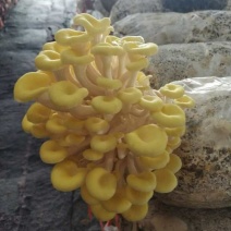 高品质榆黄蘑岀菇菌包，可到现场免费学习