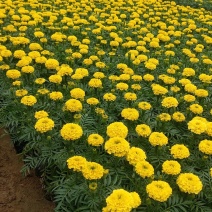 万寿菊时令草花基地直供量大从优