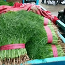 精品茴香苗批发货量巨大日供5万斤