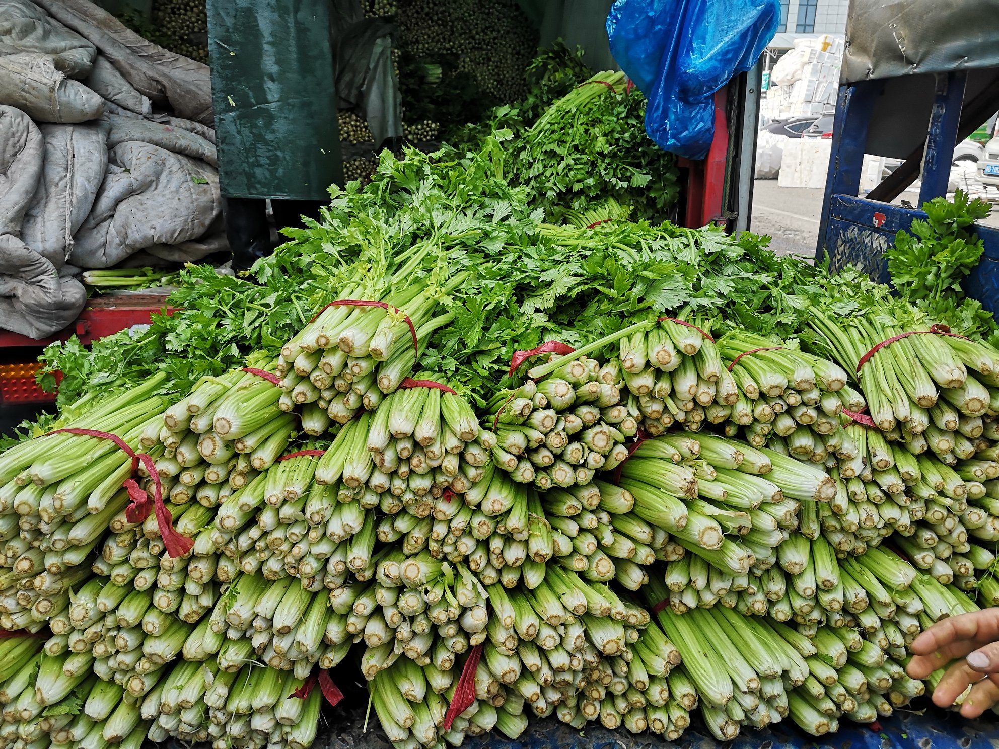 山芹菜选购与保存