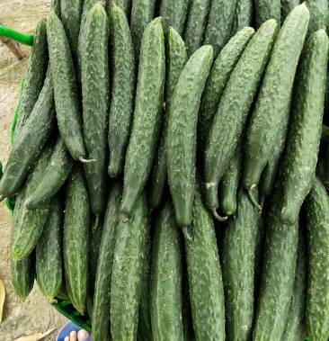 [黄瓜批发]南宁青瓜旺季,欢迎砸单价格1.00元/斤 - 一亩田