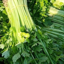 芹菜。精品小香芹。。。。各种蔬菜