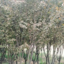 红叶李