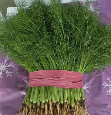 茴香苗精品茴香永年南大部市场河北邯郸大棚茴香苗