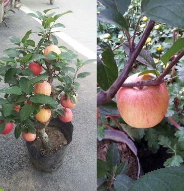 黑钻苹果盆栽水果果树苗地栽庭院四季室内室外南北方种植当年