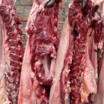 养殖场现杀新鲜驴肉带皮驴肉