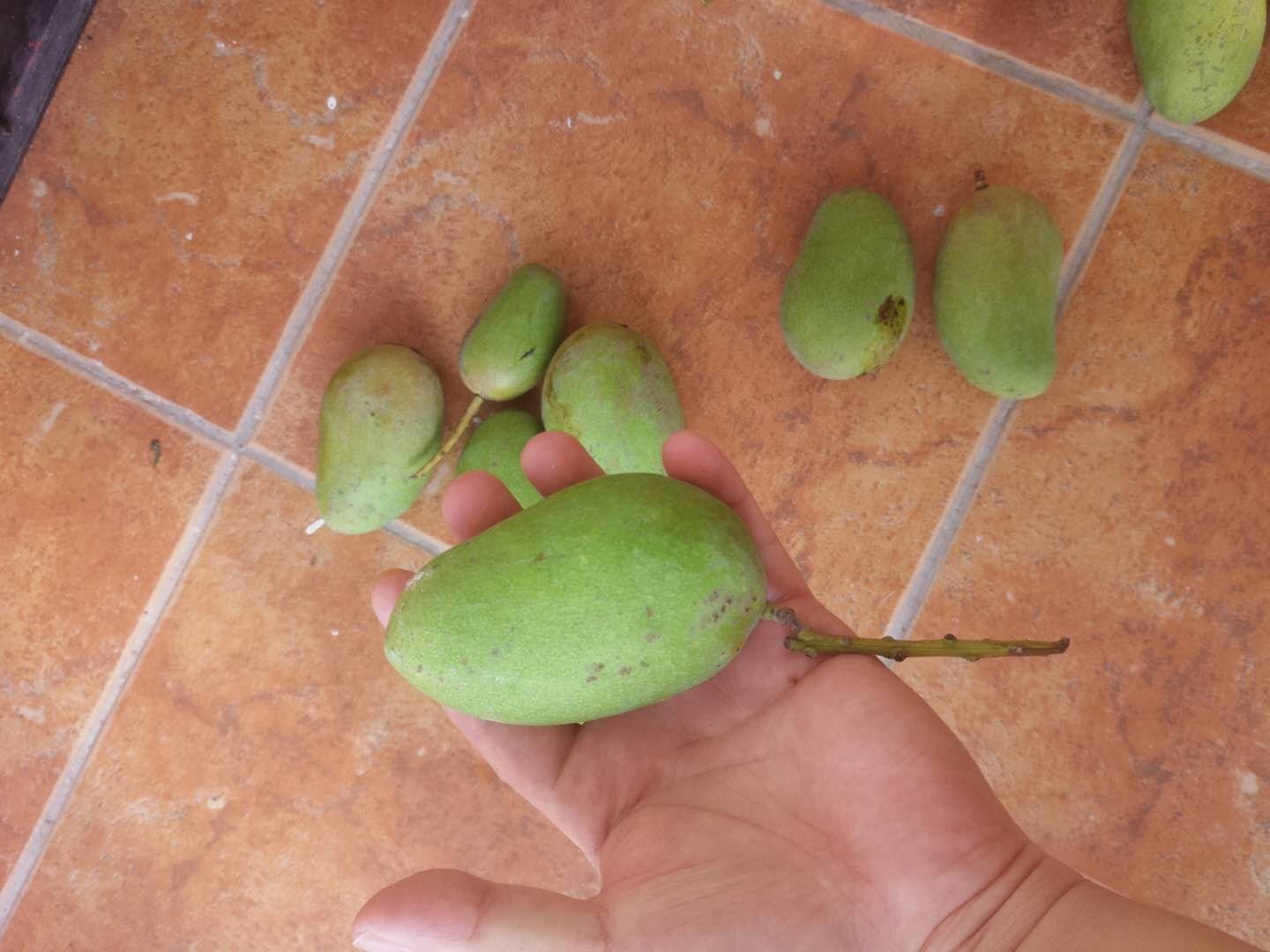 小台芒手感触觉示范图