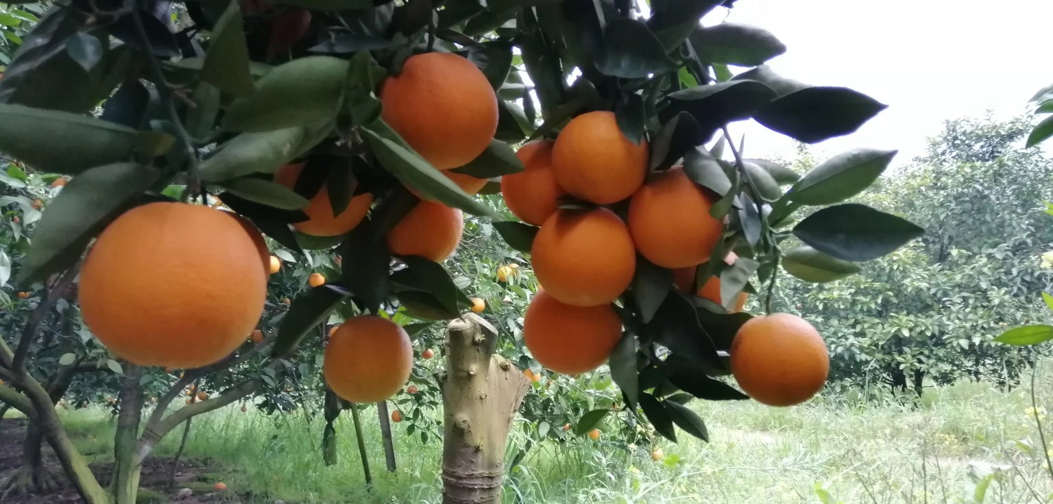 夏橙果园中成熟的橙子挂在枝头,阳光透过叶片洒在果实上,展现出自然的丰收景象 夏橙果园