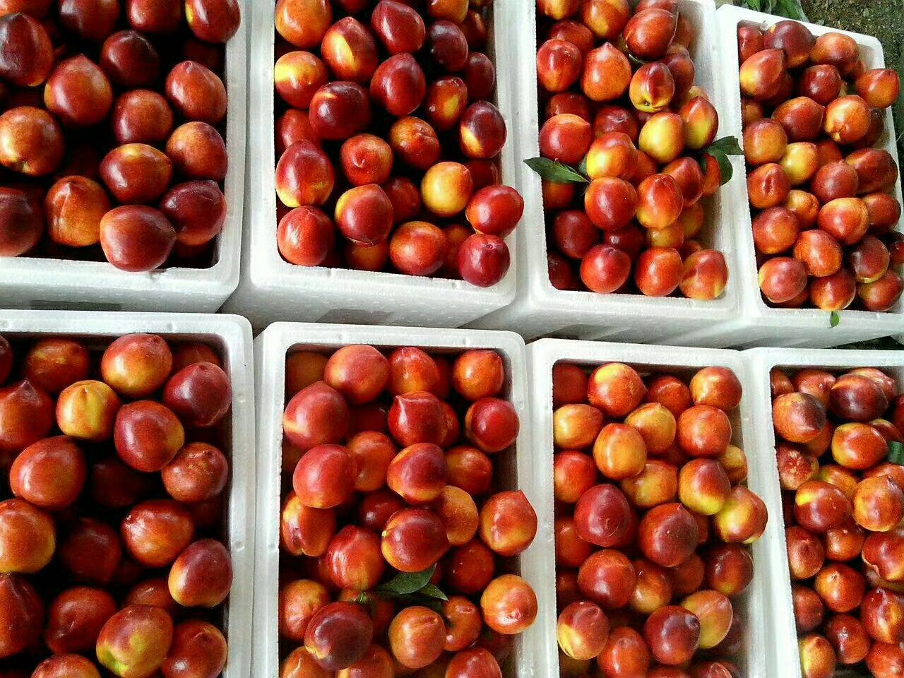 农户手工分拣露天黄油桃场景