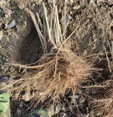 小城黑杨树苗根大量批发