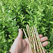 枸杞插迁苗枸杞叶苗枸杞菜枸杞树苗枸杞盆栽,种植
