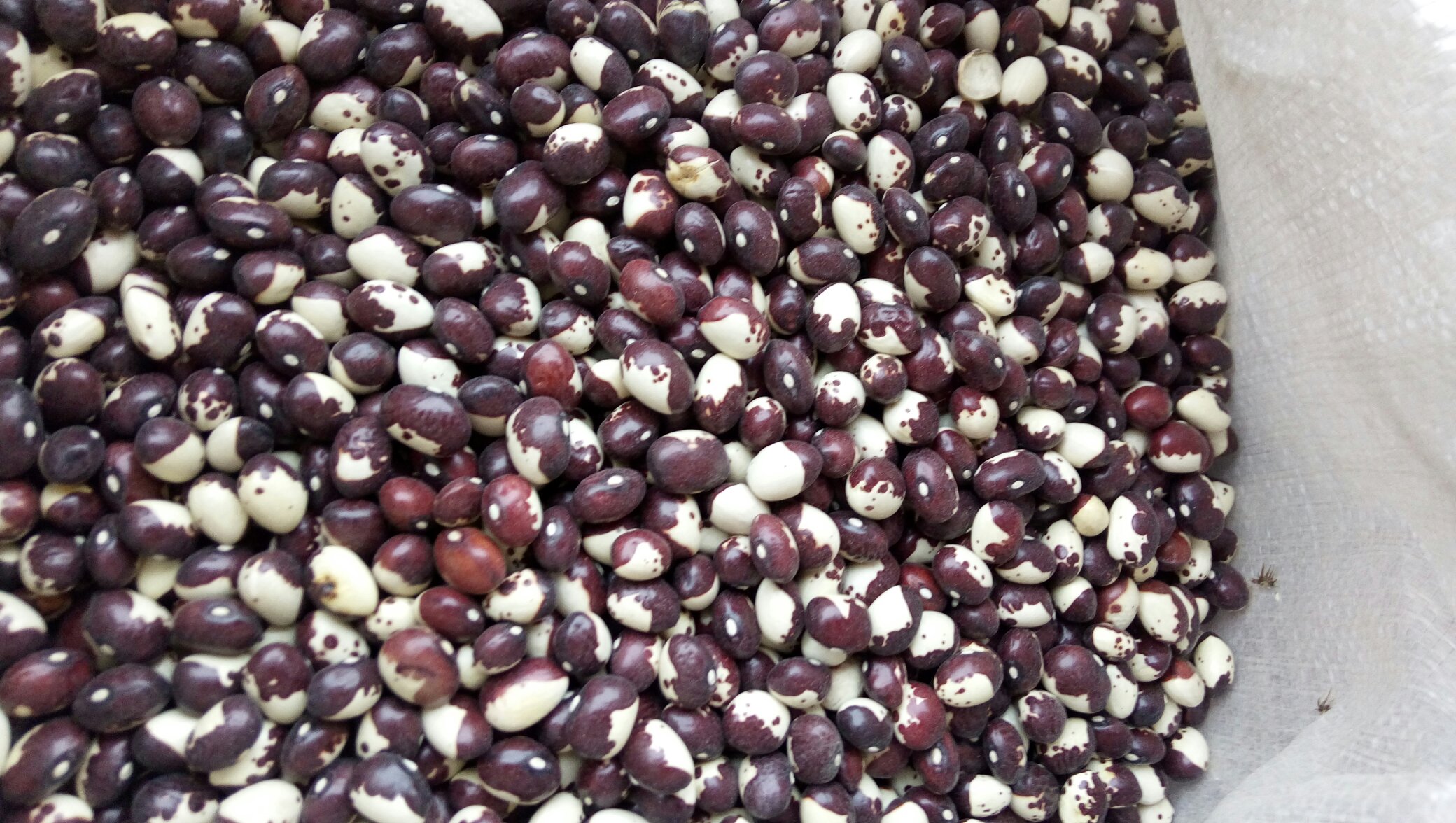 展示大豆植株感染菌核病后的茎部和叶片症状,显示灰白色病斑与白色菌丝体 大豆菌核病症状图