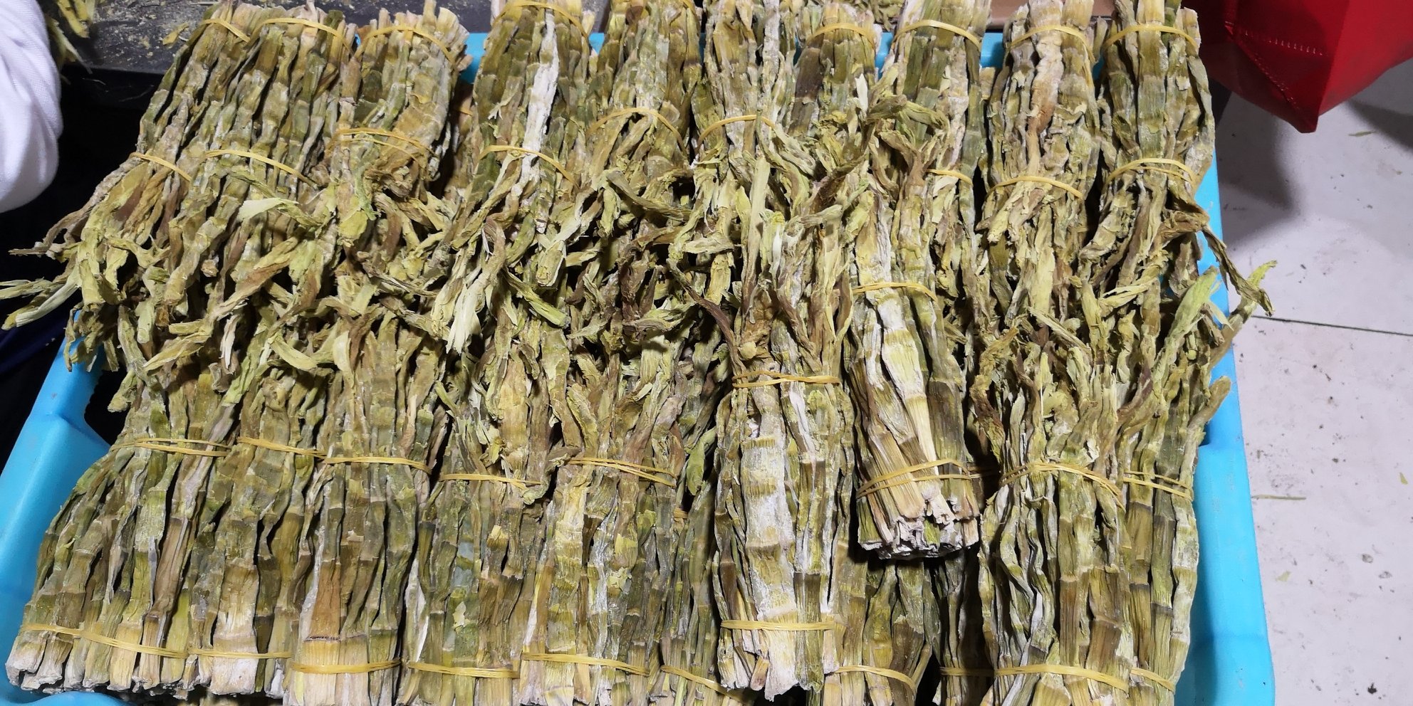 显微镜下雷竹笋横切面显示维管束周围深色苦味物质富集区